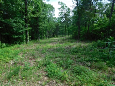 Acreage With Mountain Views For Sale in Newton County - image 1