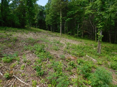 Acreage With Mountain Views For Sale in Newton County - image 6