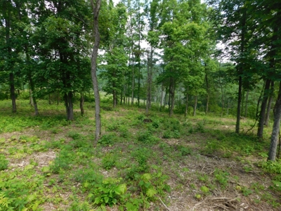 Acreage With Mountain Views For Sale in Newton County - image 8