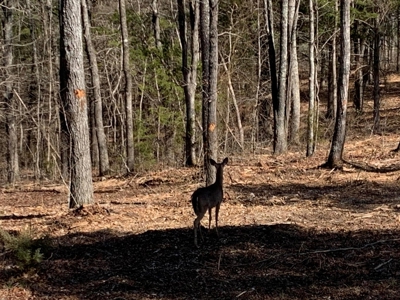 Acreage With Mountain Views For Sale in Newton County - image 13