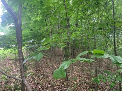 Lot #87 - Crescent Ridge Subdivision in Clinton County, KY - image 9