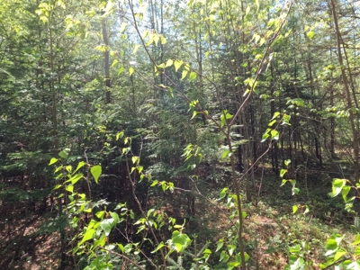 8 acres of private wooded land - image 8