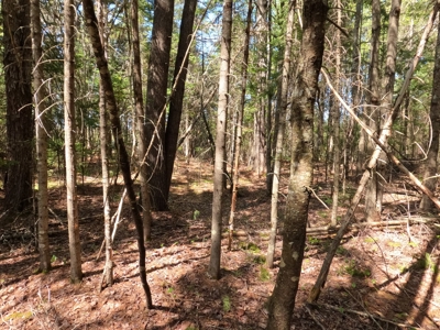 8 acres of private wooded land - image 6