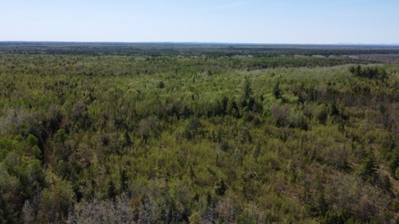 8 acres of private wooded land - image 4