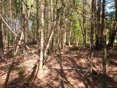 8 acres of private wooded land - image 7