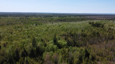 8 acres of private wooded land - image 5