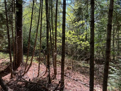 8 acres of private wooded land - image 11