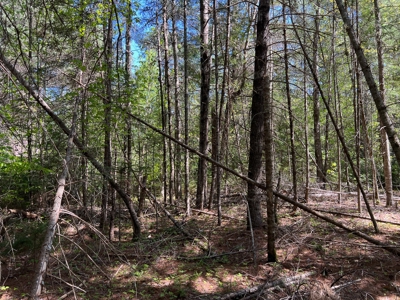 8 acres of private wooded land - image 12