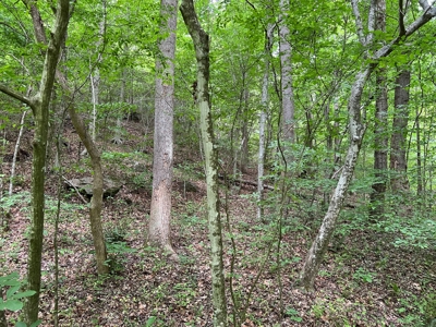 Building Site for Sale in Bassett VA! - image 5
