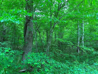 Building Site for Sale in Bassett VA! - image 2