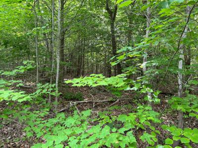 Land for Sale in Bassett VA! - image 7