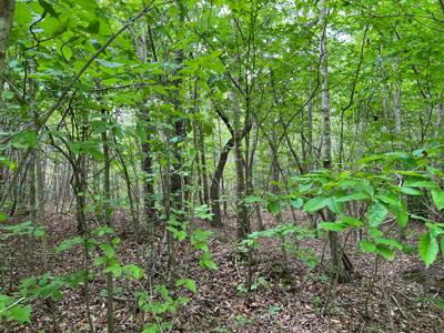 Land for Sale in Bassett VA! - image 5