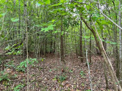 Land for Sale in Bassett VA! - image 4