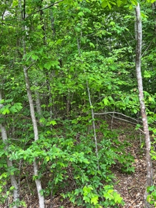 Land in Bassett VA for Sale! - image 5