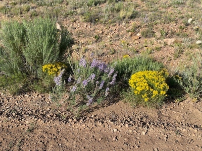 207.10 Acres of Gorgeous Land for Sale in CO! - image 12