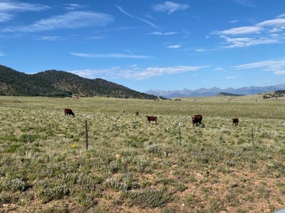 207.10 Acres of Gorgeous Land for Sale in CO! - image 8