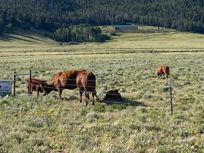 207.10 Acres of Gorgeous Land for Sale in CO! - image 7