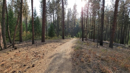 Beach Access with 2 Buildable Lake Roosevelt View Lots! - image 22