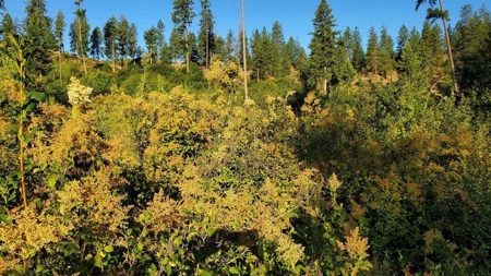 Beach Access with 2 Buildable Lake Roosevelt View Lots! - image 36