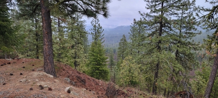 Beach Access with 2 Buildable Lake Roosevelt View Lots! - image 14