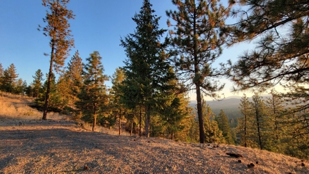 Beach Access with 2 Buildable Lake Roosevelt View Lots! - image 4