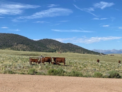 Large Agricultural Lot for Sale in Westcliffe Colorado - image 3