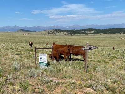 Large Agricultural Lot for Sale in Westcliffe Colorado - image 5
