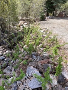 Brazos Cliffs Mountain Cabin, Chama NM - image 29