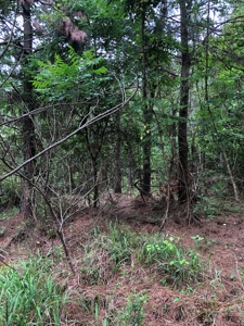 Planted Pine Land W/ Creek for Sale in Jefferson Co., AR - image 3