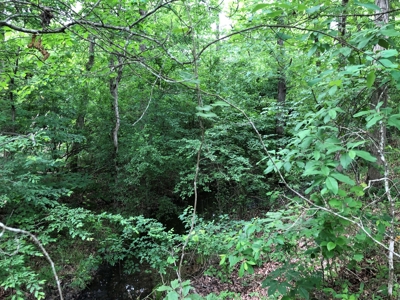 Planted Pine Land W/ Creek for Sale in Jefferson Co., AR - image 2