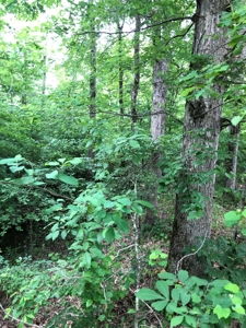 Planted Pine Land W/ Creek for Sale in Jefferson Co., AR - image 1