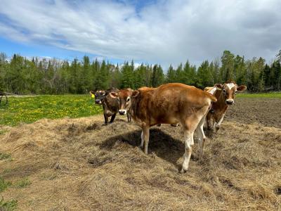 Self Sufficient Mini Farm - image 9