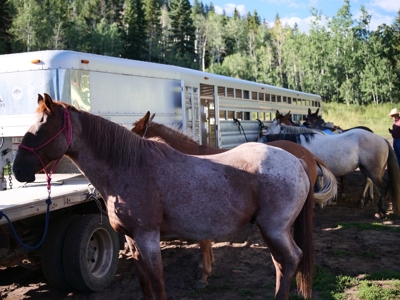 Aspen Colorado outfitting business for sale--NO DEEDED LAND - image 40
