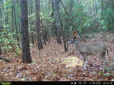 Hunting/ Recreational land for sale in East Texas - image 22
