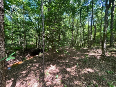 Hunting/ Recreational land for sale in East Texas - image 6
