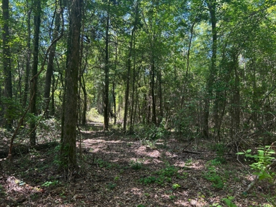 Hunting/ Recreational land for sale in East Texas - image 16