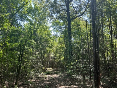Hunting/ Recreational land for sale in East Texas - image 13