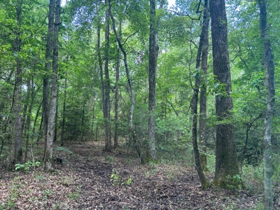 Hunting/ Recreational land for sale in East Texas - image 10