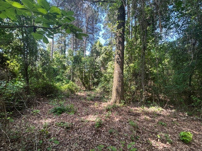 Hunting/ Recreational land for sale in East Texas - image 9