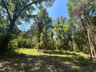 Hunting/ Recreational land for sale in East Texas - image 4