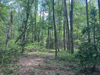 Hunting/ Recreational land for sale in East Texas - image 15