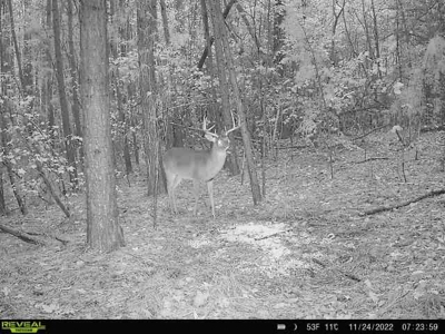 Hunting/ Recreational land for sale in East Texas - image 21