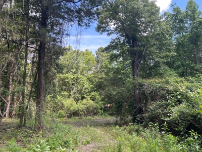 Hunting/ Recreational land for sale in East Texas - image 3
