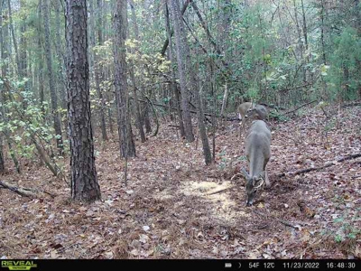 Hunting/ Recreational land for sale in East Texas - image 24