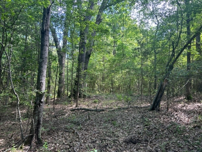 Hunting/ Recreational land for sale in East Texas - image 17