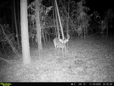 Hunting/ Recreational land for sale in East Texas - image 20