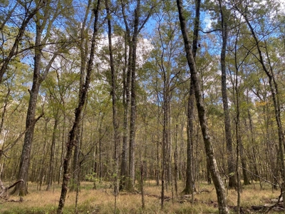 Turnkey 109 Acres for Sale in Clinton, LA - image 18