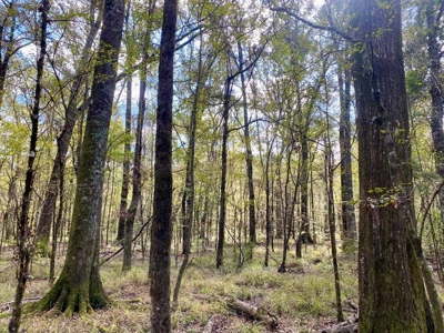 Turnkey 109 Acres for Sale in Clinton, LA - image 1
