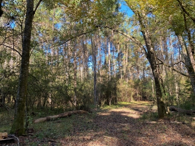 Turnkey 109 Acres for Sale in Clinton, LA - image 5
