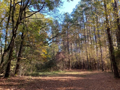 Turnkey 109 Acres for Sale in Clinton, LA - image 2